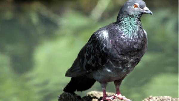 اكتشاف جديد قد يفسر مشكلة "مثلث برمودا" التي يواجهها الحمام الزاجل