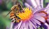 النبات والنحل يتواصلان بلغة الإشارة