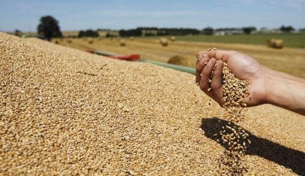 بسبب الجفاف .. المغرب يستورد قرابة 10 ملايين طن من الحبوب