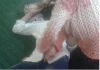 اضغط على الصورة لرؤيتها بالحجم الطبيعي