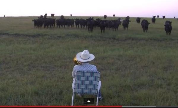 بالفيديو: 3 ملايين مشاهدة لقطيع أبقار يتجمهر لسماع البوق