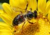 بالفيديو : كيف تعاقب النحلة إذا شربت الخمر Thumbnail.php?file=honeybee_987611095