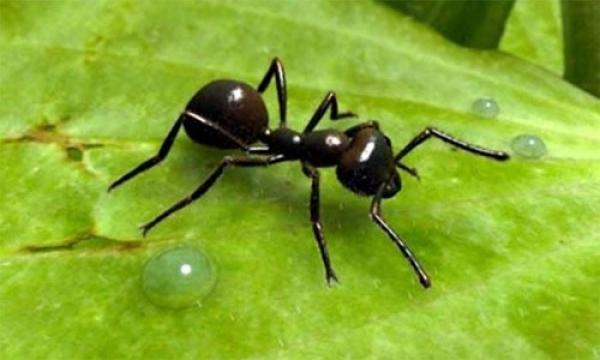 دراسة تطالب بشكر النملة على قرصتها للإنسان!