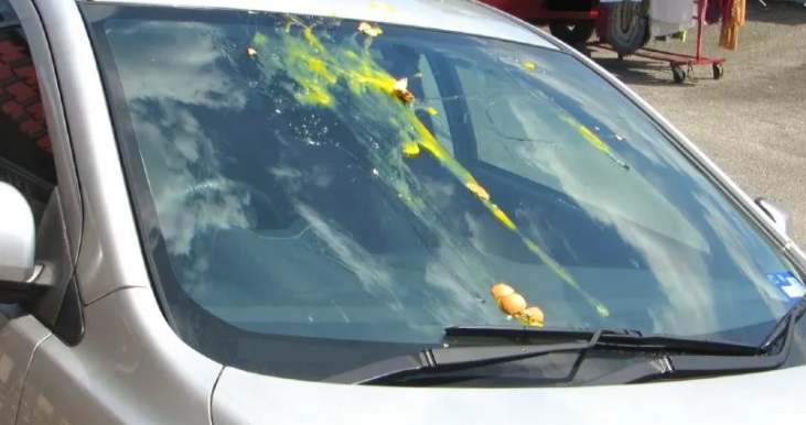 uova auto 1740257368