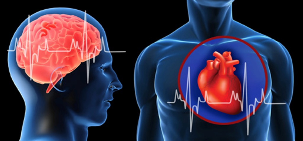 Brain and heart 1773534835