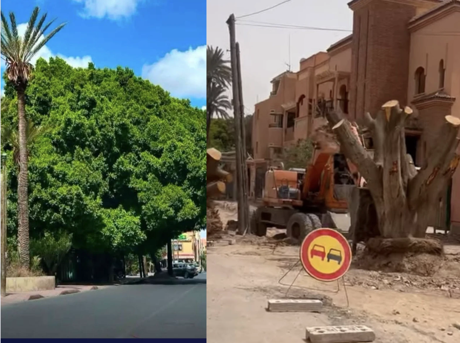مراكشيون “غاضبون” والسبب “تقطيع” أشجار “معمرة” مراكشيون “غاضبون” والسبب “تقطيع” أشجار “معمرة”