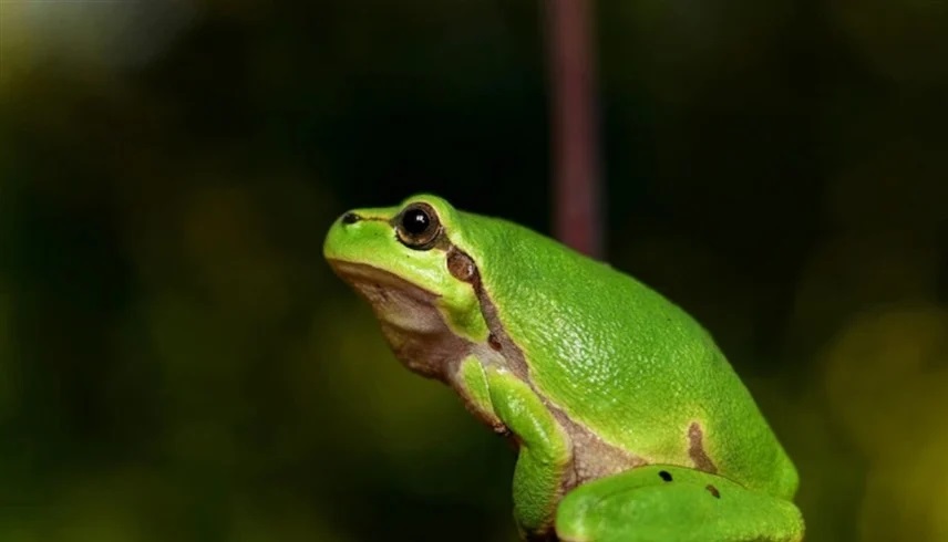 ضابط "يتحول إلى ضفدع" في تقرير شرطة 4 frog 1767522852