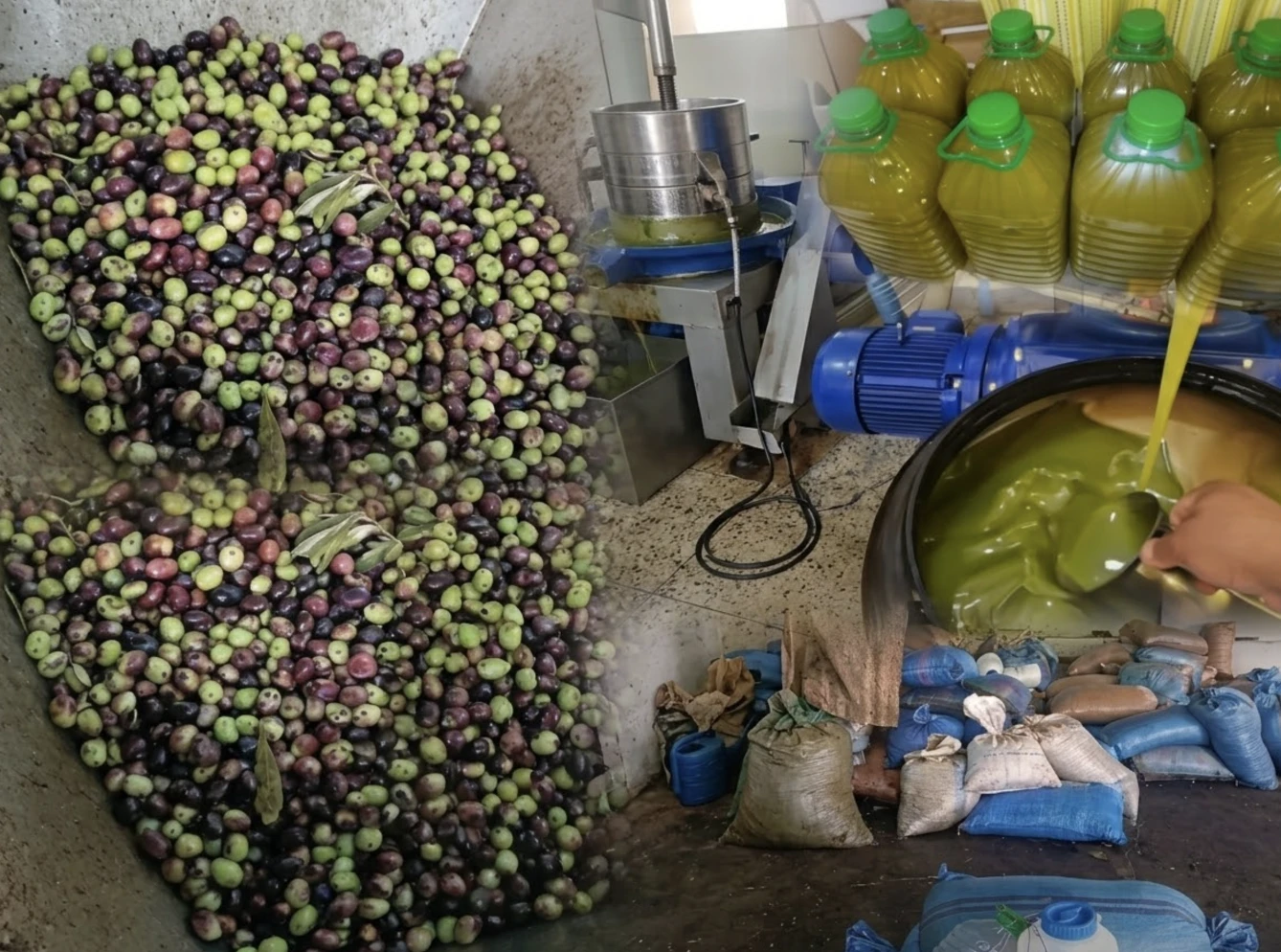 مفاجأة من وزان.. أخبارنا ترافق مواطنا وتكشف كيف حصل على لتر زيت الزيتون الجديدة بأقل من 25 درهما
