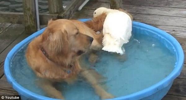 بالفيديو.. بطة تنقر كلبا وتطرحه أرضًا ثم يصبحان أصدقاء