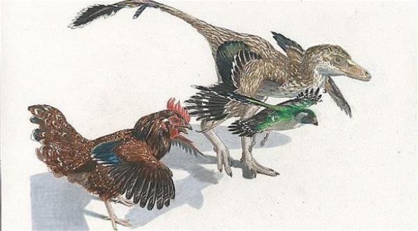 باحثون يزرعون ساق ديناصور في جسم دجاجة