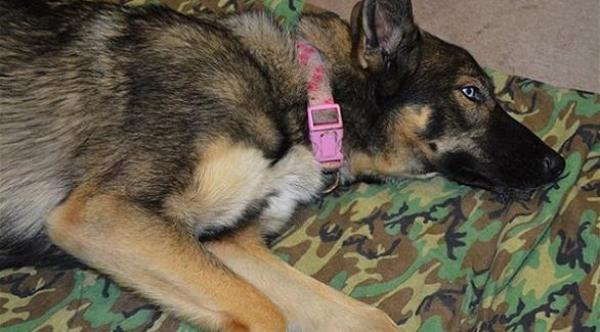 العثور على كلبة حية ابتلعها البحر قبل 5 أسابيع