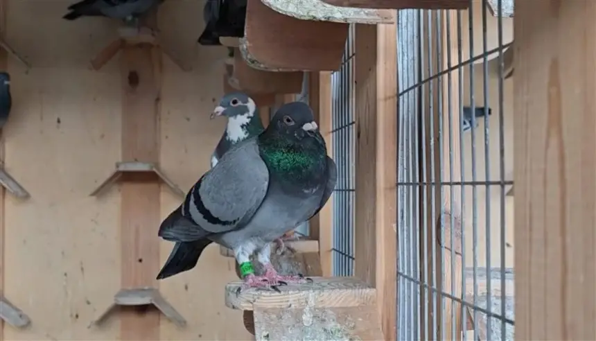 طير زاجل يتسبب في مقتل عنصر أمني وإصابة اثنين