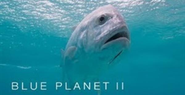 بالفيديو.. لقطات مذهلة لسمكة عملاقة تقفز من الماء لالتهام طائر