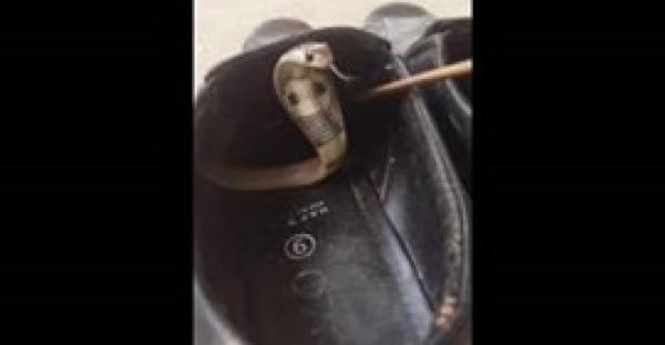 بالفيديو.. رجل يعثر على ثعبان كوبرا داخل حذائه