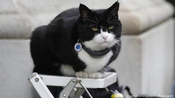 قط الخارجية البريطانية يعلن عبر تويتر تقاعده عن العمل