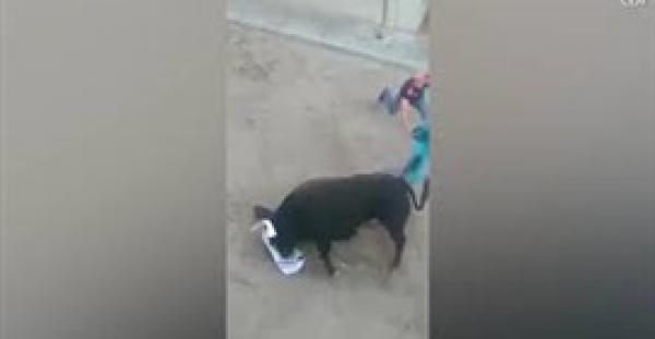بالفيديو .. ثور غاضب يتسبب في فاجعة بمهرجان إسباني