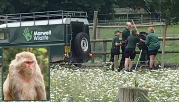 "قرد مغربي" يستنفر شرطة مدينة بأكملها ببريطانيا