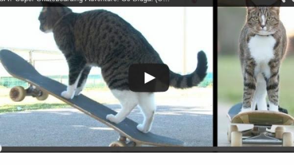 بالفيديو: قط "رياضي" يبهر سكان أستراليا