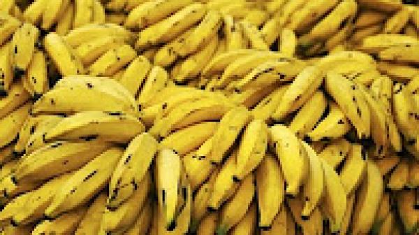 لهذه الاسباب سينقرض الموز بعد سنوات