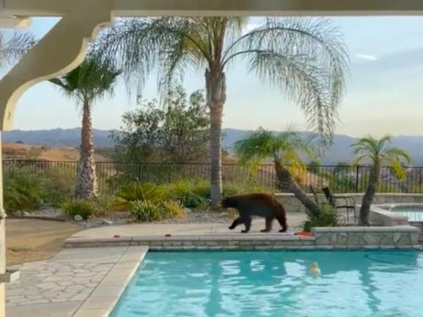 دب يشارك أسرة السباحة خلال تواجدهم في المسبح(فيديو)