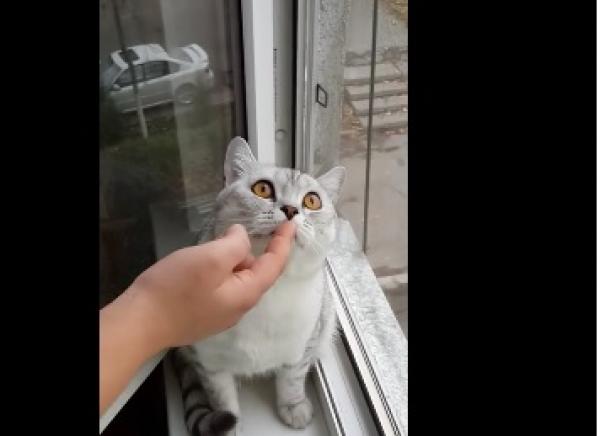 بالفيديو: 2.7 مليون مشاهد يتساءلون "بماذا يحدّق هذا القط"؟