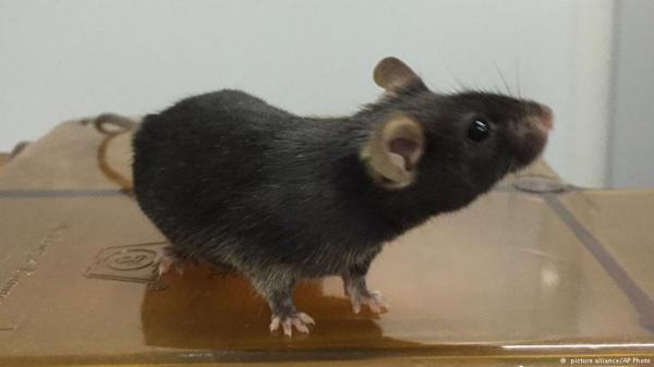 تجارب علمية صينية على الفئران قد تقود لعلاج العقم