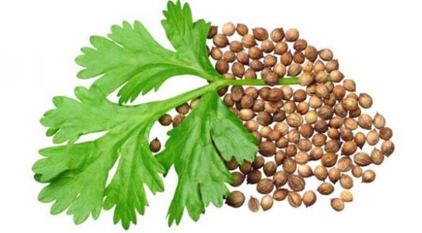 ما هي فوائد أوراق وبذور الكزبرة؟