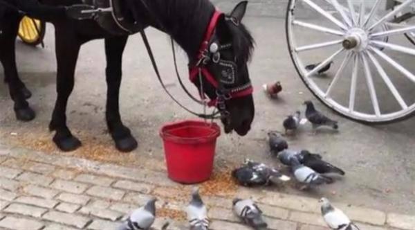 بالفيديو: حصان ودود يطعم الحمائم في أحد شوارع نيويورك