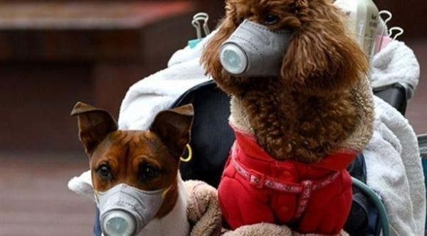 دراسة جديدة تكشف احتمال نقل عدوى كورونا من البشر إلى حيواناتهم