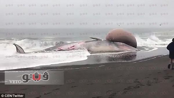 بالفيديو .. حوت ضخم مهدد بالانفجار يجذب السياح