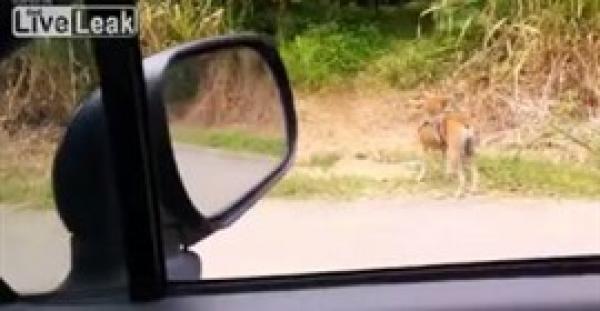 بالفيديو.. لقطات مؤثرة لكلب يحمل قردا صغيرا بعد وفاة والدته