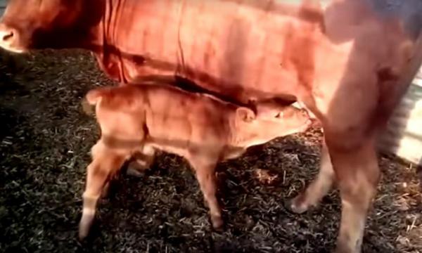 بالفيديو.. معهد إسرائيلي يزعم قرب نهاية العالم ويستشهد بولادة "البقرة الحمراء"