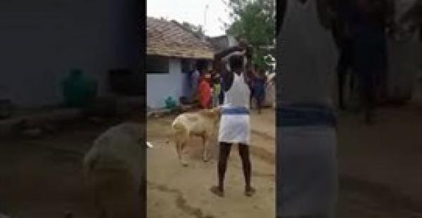 بالفيديو.. خروف يلقن رجلا غبيا درسا قاسيا