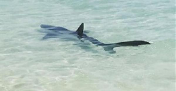 بالفيديو.. قرش ضخم يقترب من شاطئ ويصيب المصطافين بالذعر