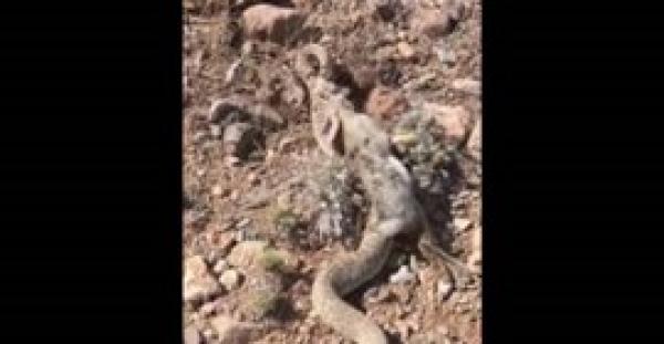 شاهد.. لقطات مروعة لأفعى جائعة تسحل أرنبا