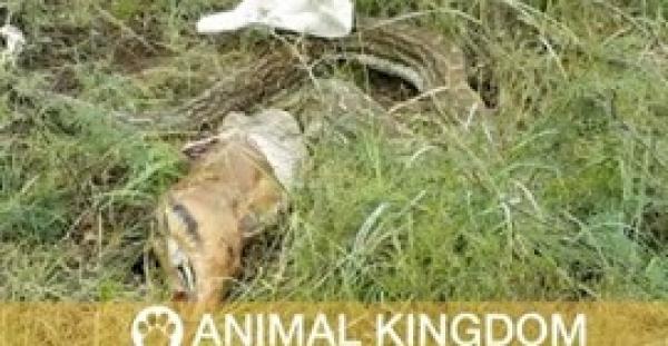 بالفيديو.. ثعبان طوله 4 أمتار يفشل في ابتلاع غزال