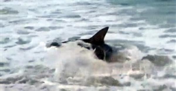 بالفيديو والصور.. «قرش المطرقة» يسبح بالقرب من شاطئ «الماريلاند»