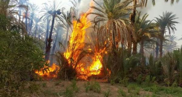 يا ربي السلامة...حريق مهول يأتي على أزيد من 400 نخلة بواحة "تنسيفت" بإقليم زاكورة