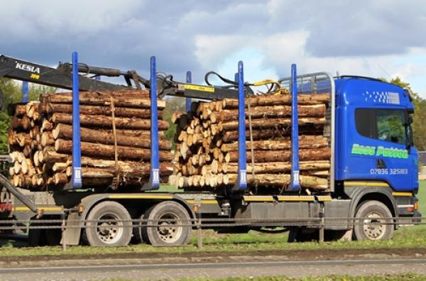 السلطات تحجز شاحنة محملة بكمية كبيرة من الأشجار المهربة !