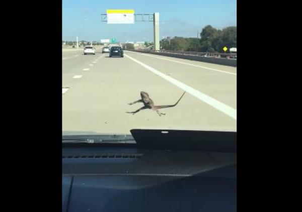 بالفيديو: شاهد كيف صمدت هذه السحلية على زجاج سيارة مسرعة
