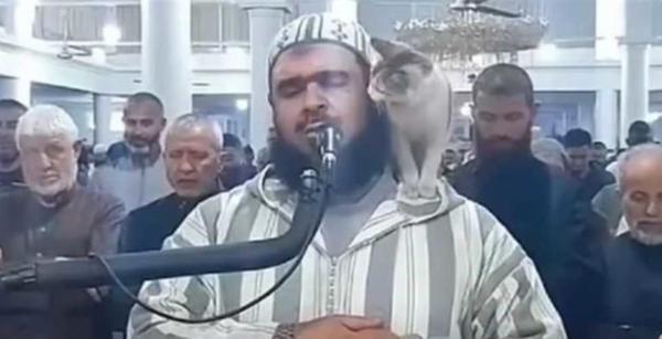 في الصميم.. هكذا ردت إدارة مسلمي "روسيا" على واقعة القطة والامام الجزائري