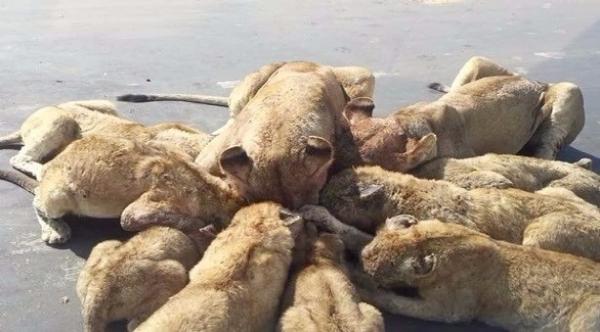 بالفيديو: أسود جائعة تحاصر عائلة في محمية طبيعية