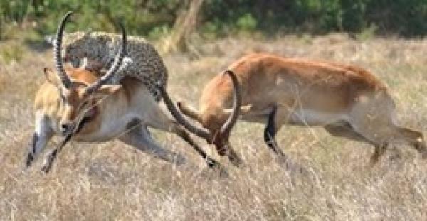 بالفيديو.. فهد ينهي صراعا بين غزالين بافتراس أحدهما