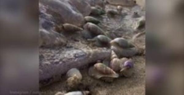 بالفيديو.. ظهور مخلوقات بحرية غريبة تتغذى على قناديل بحر ميتة