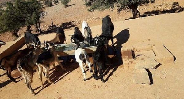 شبح العطش يطل على ساكنة إقليم تيزنيت، والمنطقة ستكون بدون ماء بعد سنتين