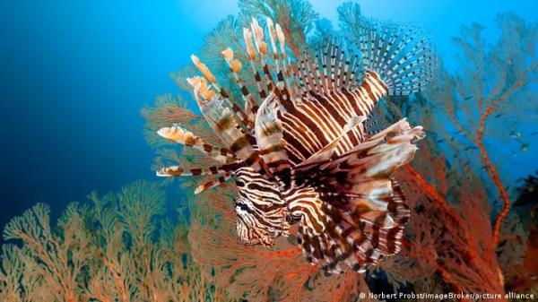 أسماك الأسد.. تغزو البحار وتدمر الشعاب المرجانية!