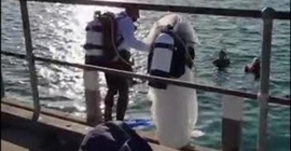 شاهد حفل زفاف غريب تحت الماء في أستراليا (فيديو)