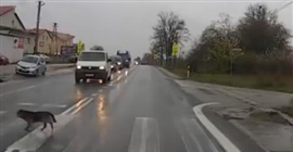 كلب يتبع قواعد المرور كالبشر (فيديو)