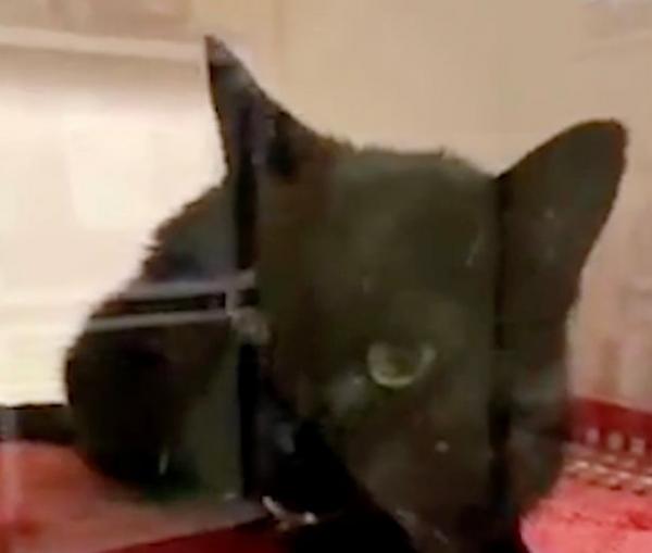 بالفيديو: قطة تدهش المتابعين بمقدرتها على إلقاء التحية