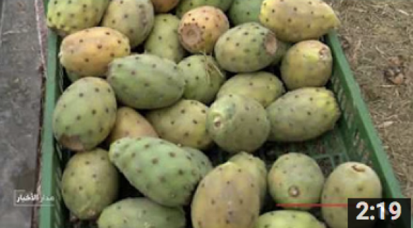 "الهندية" فاكهة صيفية بمنافع صحية